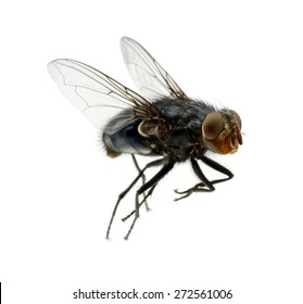 Detail Fly Image Nomer 29