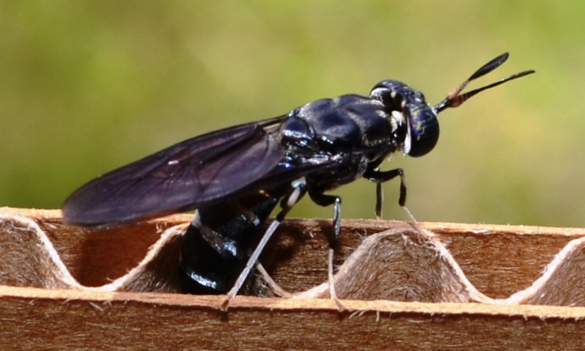 Detail Fly Image Nomer 35