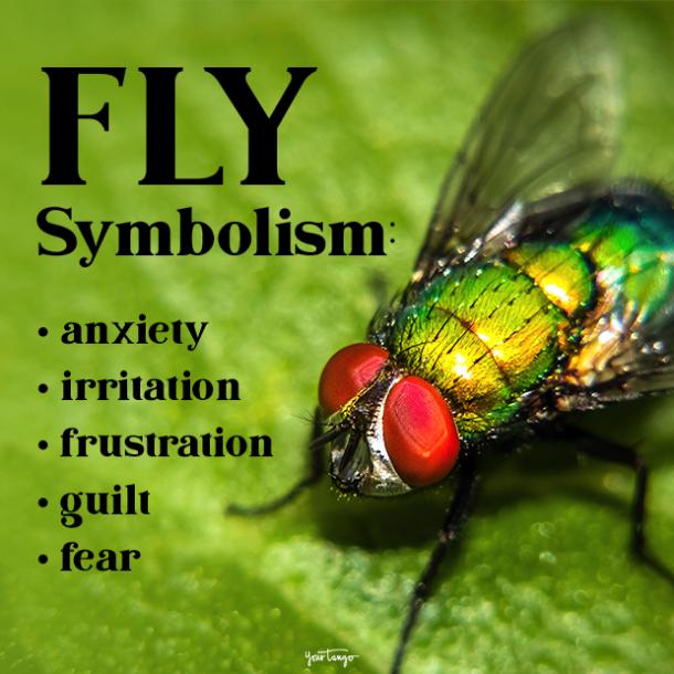 Detail Fly Image Nomer 37