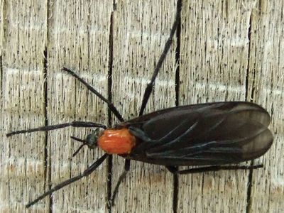 Detail Fly Image Nomer 42