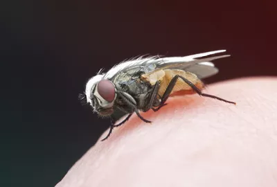Detail Fly Image Nomer 44
