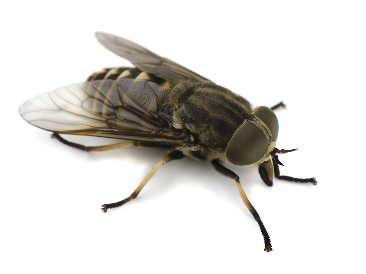 Detail Fly Image Nomer 46