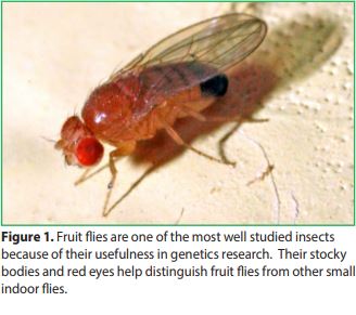 Detail Fly Image Nomer 47