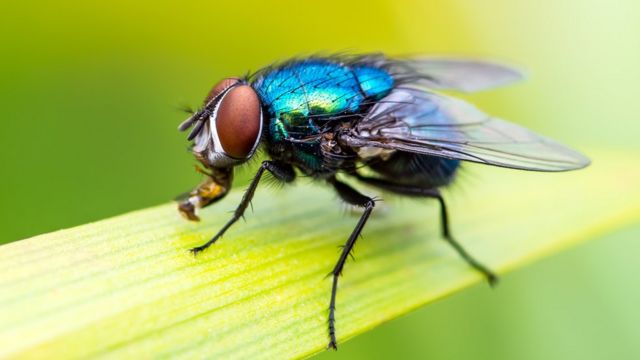 Detail Fly Image Nomer 50