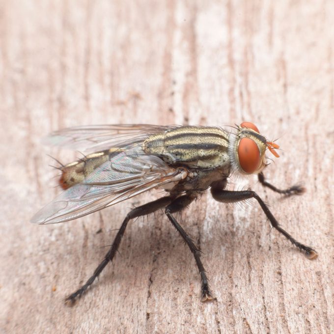 Detail Fly Image Nomer 53