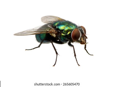 Detail Fly Image Nomer 7