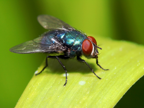 Detail Fly Image Nomer 8