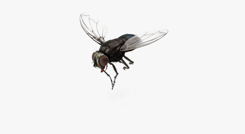 Fly No Background - KibrisPDR