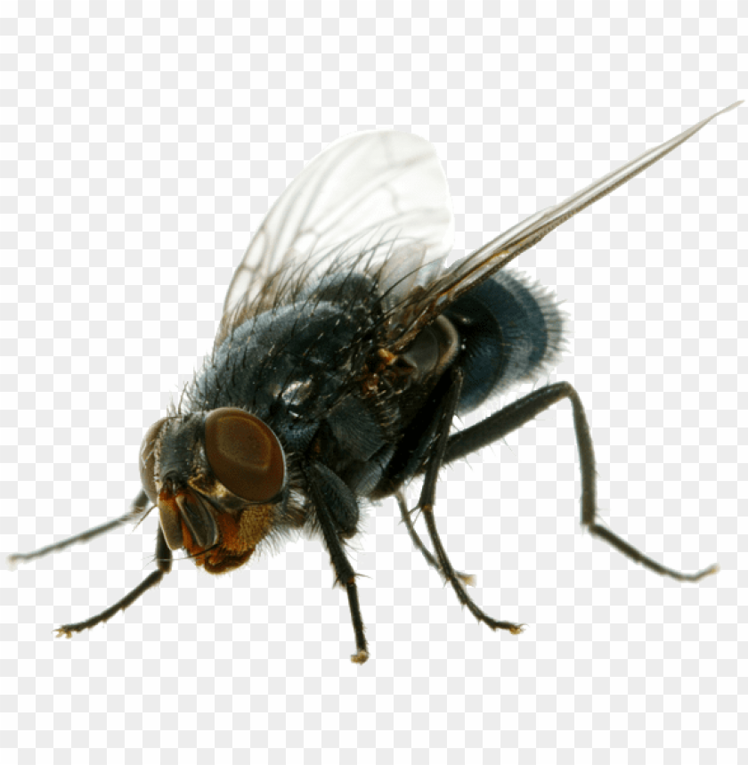 Detail Fly No Background Nomer 2