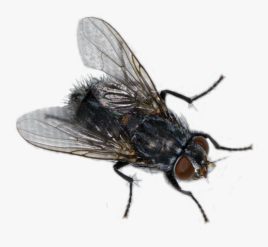 Detail Fly No Background Nomer 8
