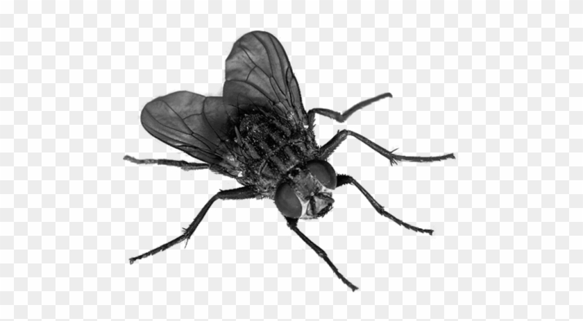Detail Fly No Background Nomer 11