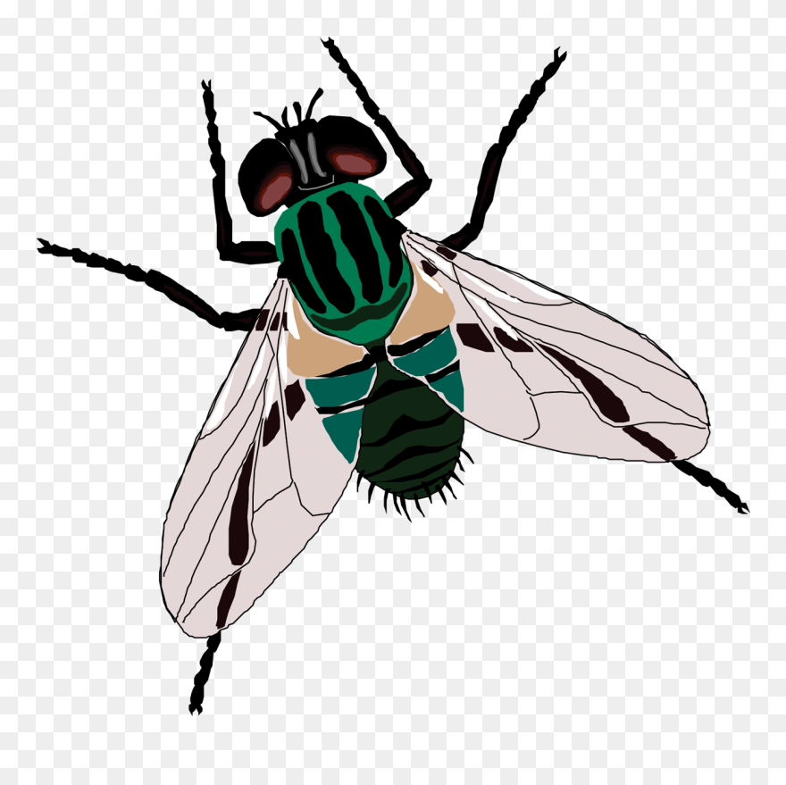 Detail Fly No Background Nomer 12