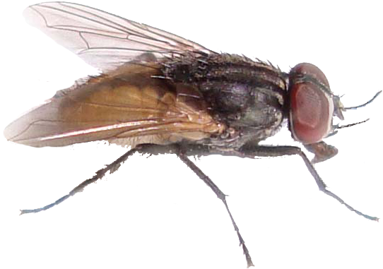 Detail Fly No Background Nomer 18
