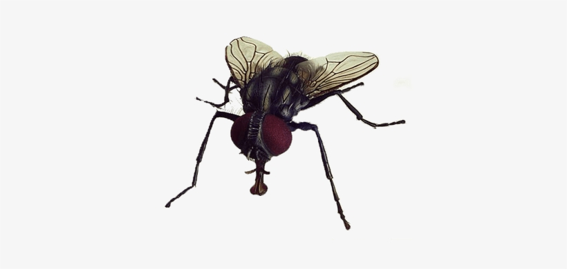 Detail Fly No Background Nomer 26