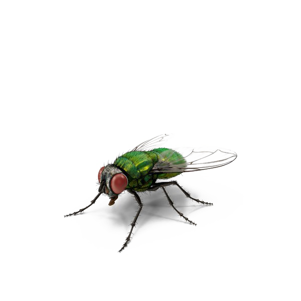Detail Fly No Background Nomer 28