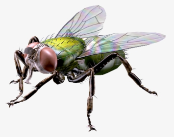 Detail Fly No Background Nomer 33