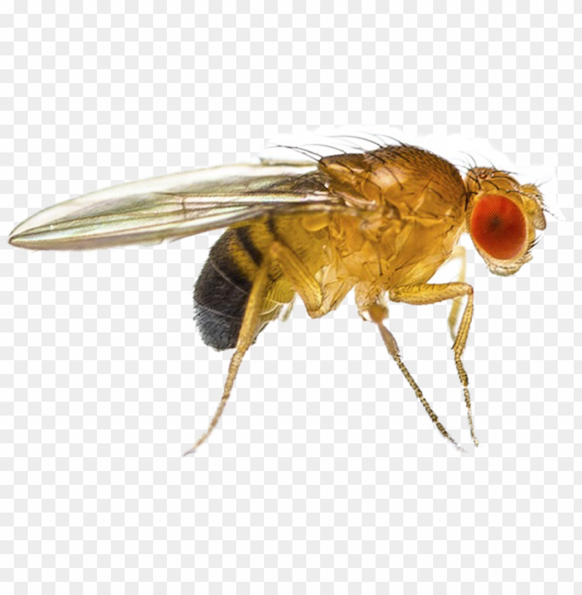 Detail Fly No Background Nomer 40