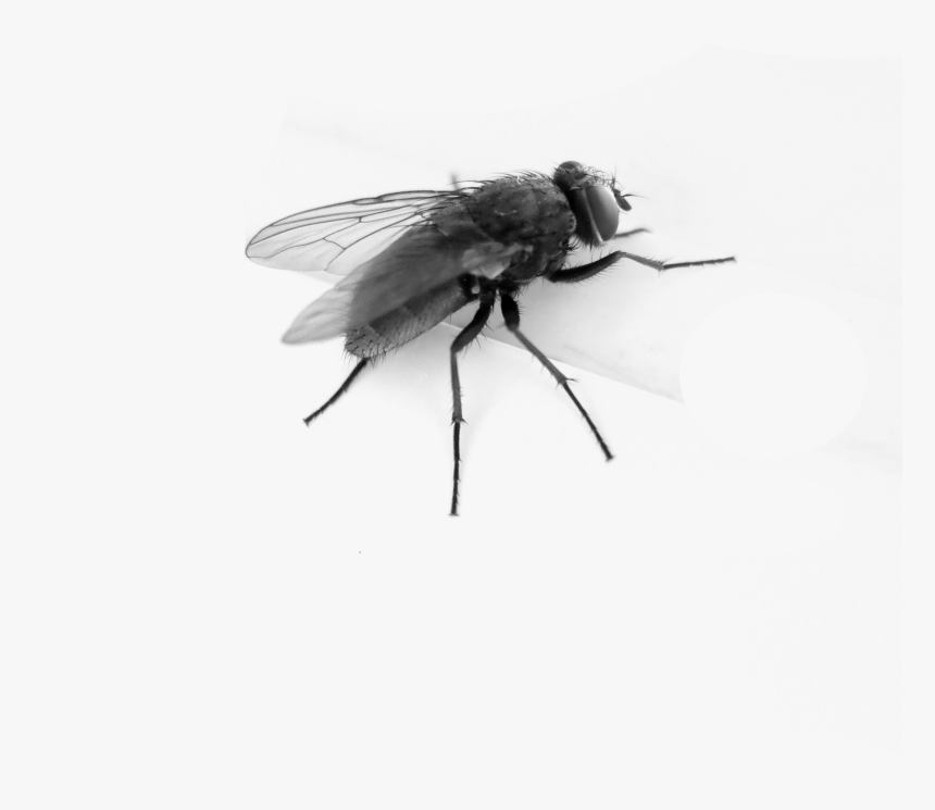 Detail Fly No Background Nomer 7