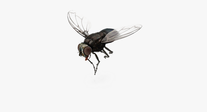 Detail Fly Transparent Background Nomer 2