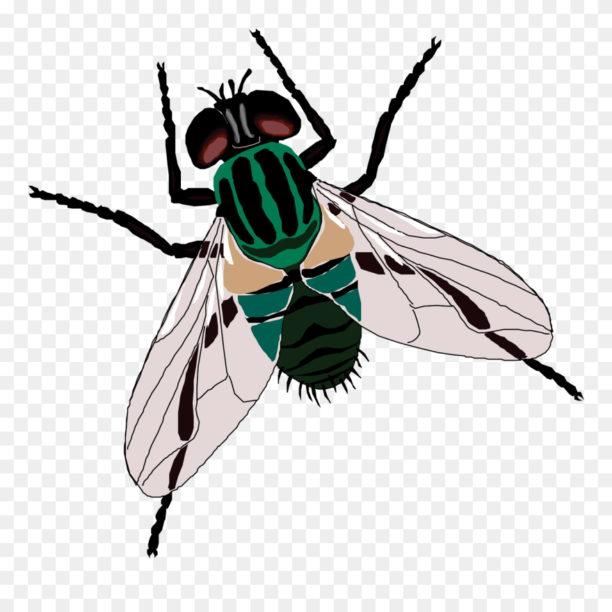 Detail Fly Transparent Background Nomer 13