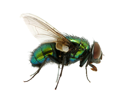 Detail Fly Transparent Background Nomer 32