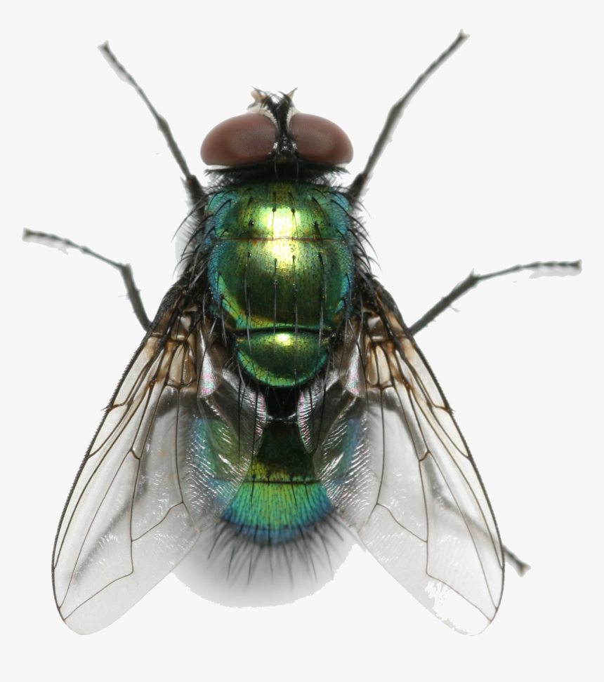 Detail Fly Transparent Background Nomer 36