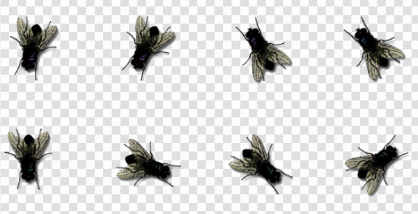 Detail Fly Transparent Background Nomer 39