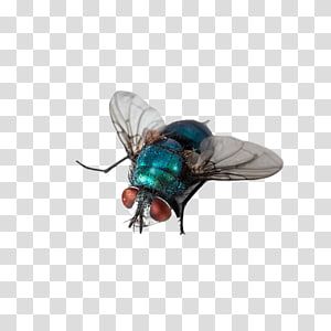 Download Fly Transparent Background Nomer 44