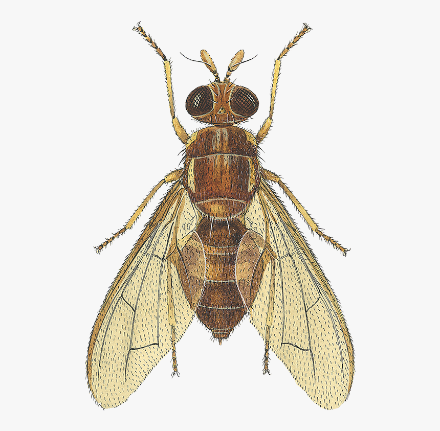 Detail Fly Transparent Background Nomer 48