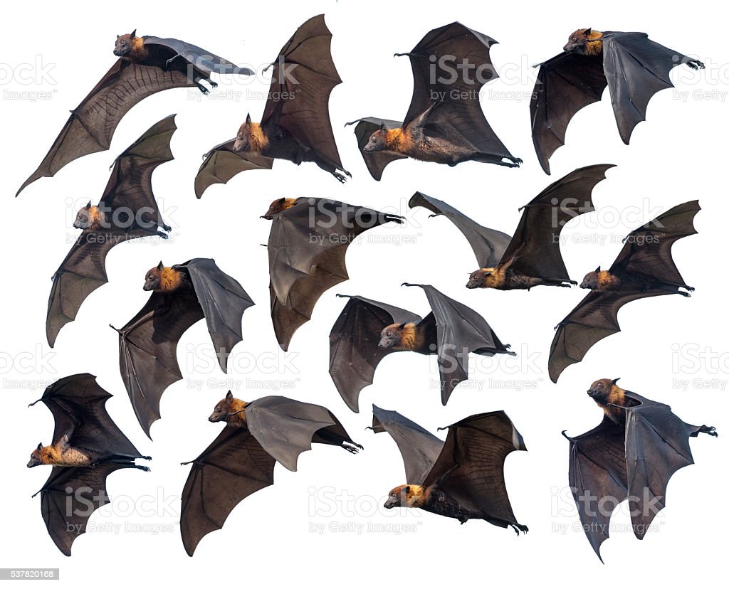 Detail Flying Bat Images Nomer 9