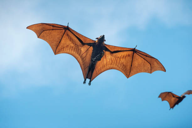 Detail Flying Bat Images Nomer 13