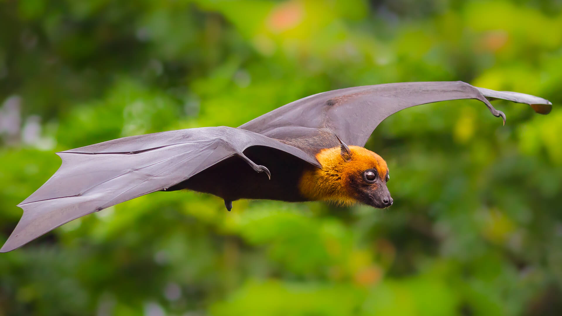 Detail Flying Bat Images Nomer 15