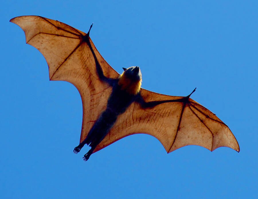 Detail Flying Bat Images Nomer 26