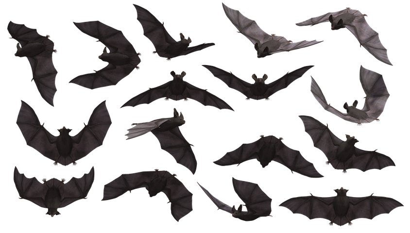 Detail Flying Bat Images Nomer 32
