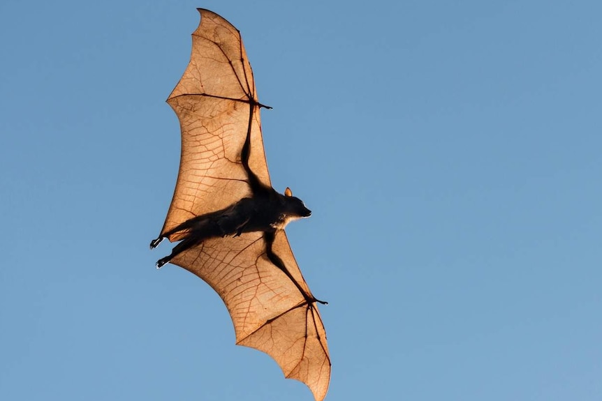 Detail Flying Bat Images Nomer 8