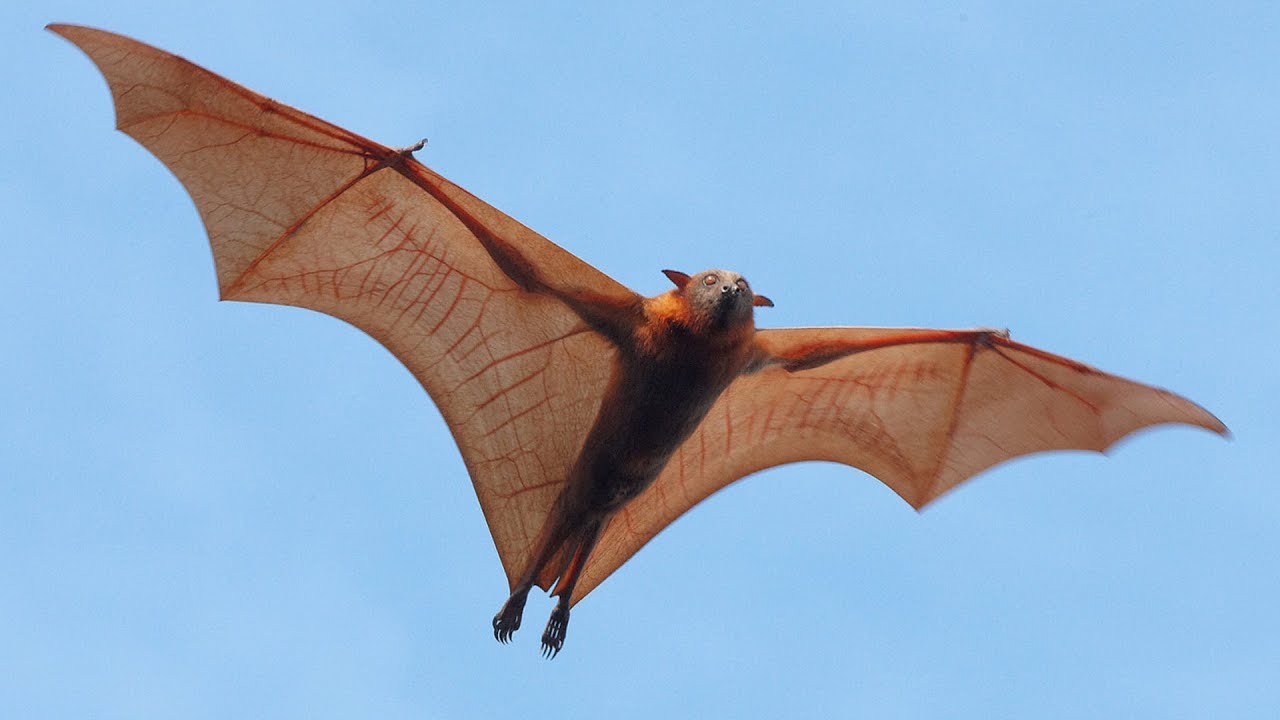 Detail Flying Bats Images Nomer 18