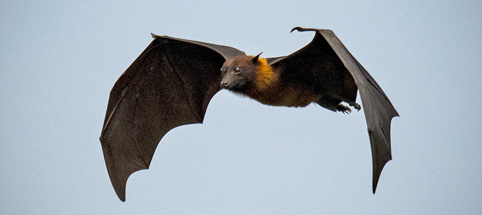 Detail Flying Bats Images Nomer 26