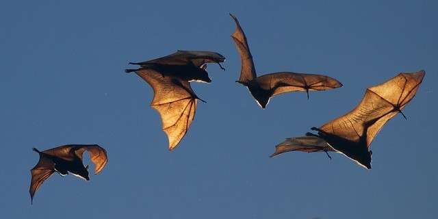 Detail Flying Bats Images Nomer 5