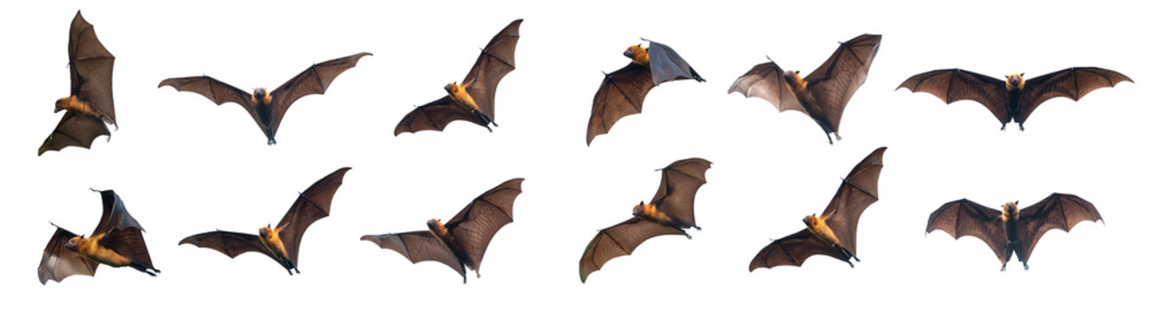 Detail Flying Bats Images Nomer 9