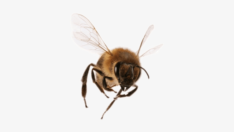 Flying Bee Png - KibrisPDR