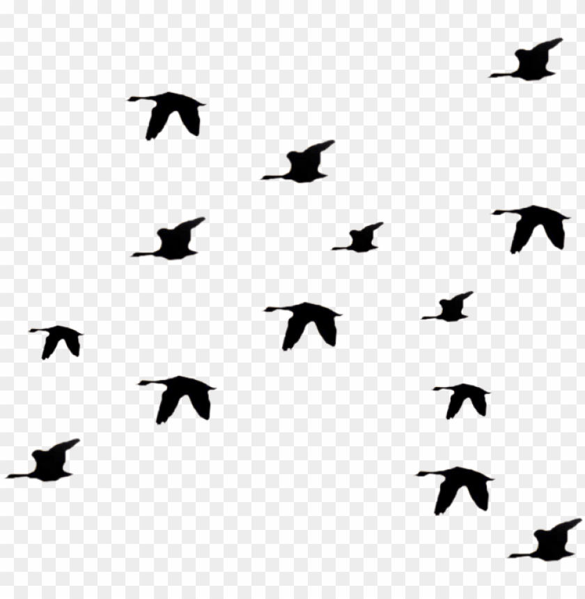 Detail Flying Bird Silhouette Clipart Nomer 22