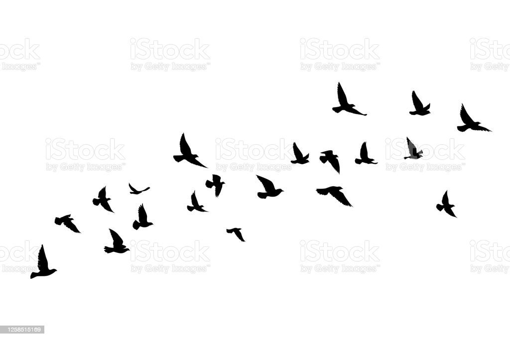 Detail Flying Bird Silhouette Vector Nomer 17