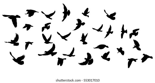 Detail Flying Bird Silhouette Vector Nomer 24