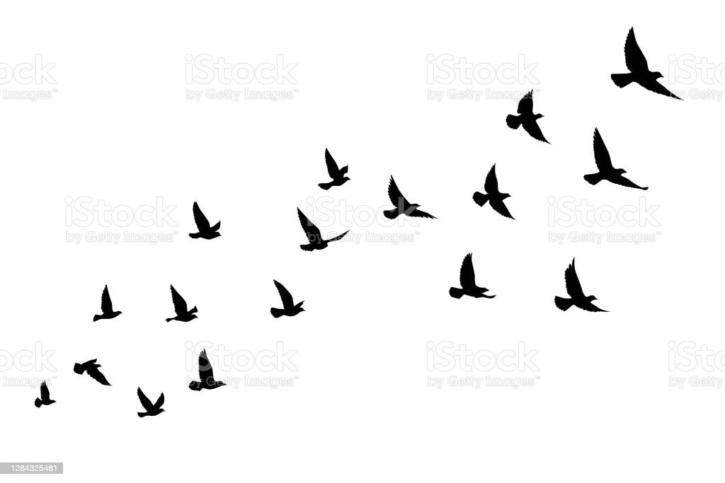 Detail Flying Bird Silhouette Vector Nomer 37