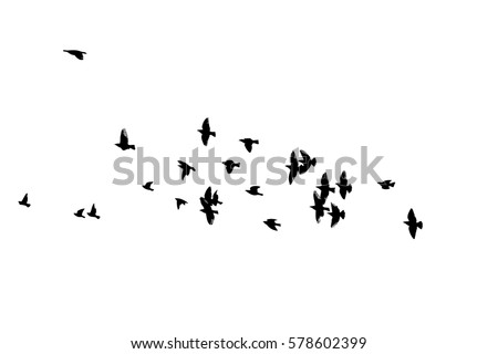 Detail Flying Bird Silhouette Vector Nomer 45