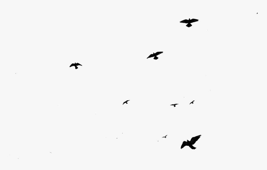 Detail Flying Bird Transparent Background Nomer 33