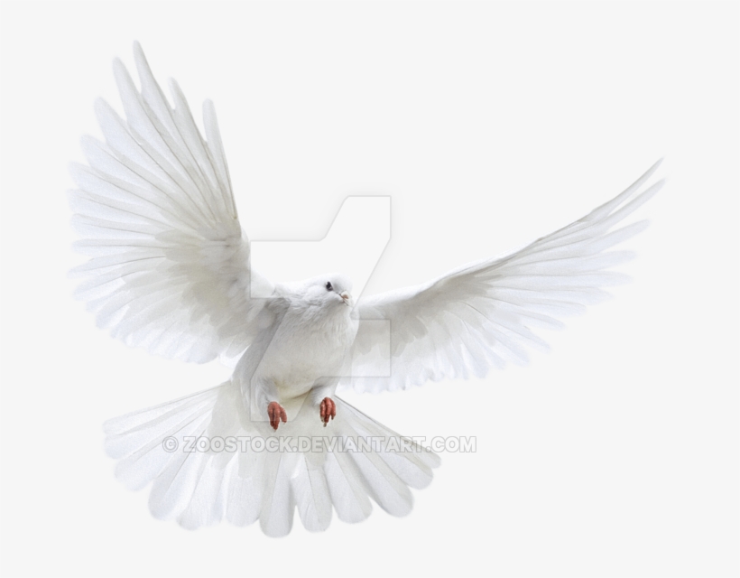 Detail Flying Bird Transparent Background Nomer 41