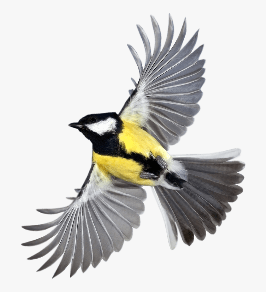 Detail Flying Bird Transparent Background Nomer 42