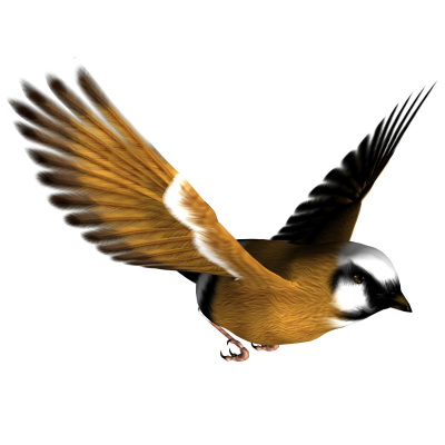 Detail Flying Bird Transparent Background Nomer 43