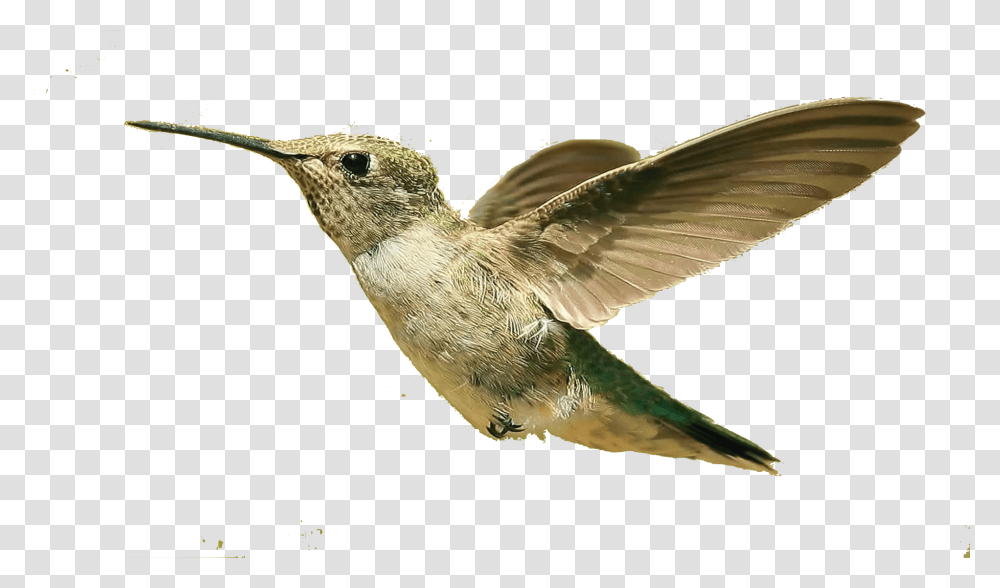 Detail Flying Bird Transparent Background Nomer 50